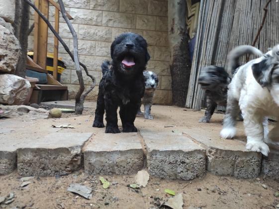 פסטורה ברגמסקו בעל הרסטות הידועות