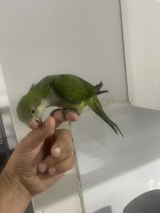 למכירה גוזל קווקר אכלת יד