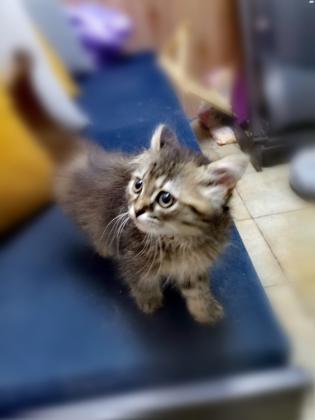 חטול שיראזי למכירה