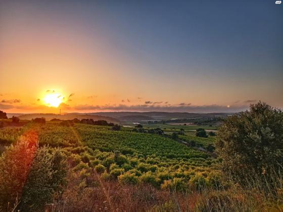 גבעת ניל"י 1