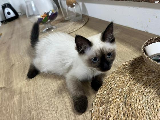 גורי חתול הימלאיה בני חודשיים מהממיםםם