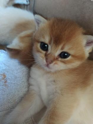 גורים בריטי שנשילה זהב עו