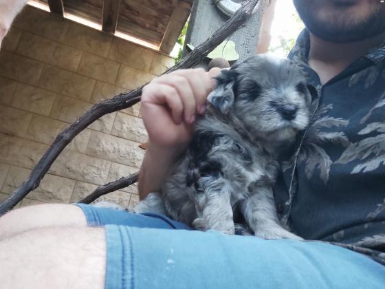 פסטורה ברגמסקו בעל הרסטות הידועות