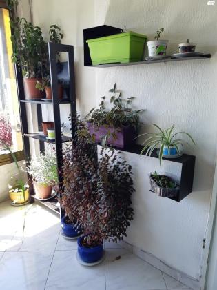 פינסקר 33 (זיו)