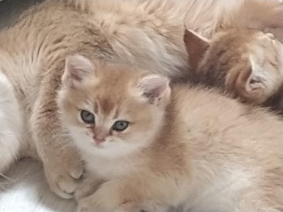 גורים בריטי שנשילה זהב עו