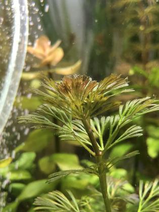 למכירה צמחים לאקווריום אמיתיים הייטק