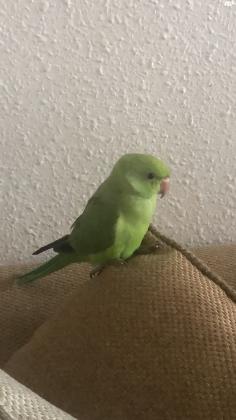 גוזל דררה האכלת יד,שקט וחברותי