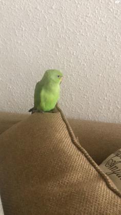 גוזל דררה האכלת יד,שקט וחברותי