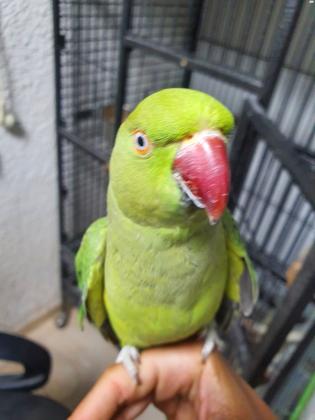 למכירה דררה האכלת יד בובה