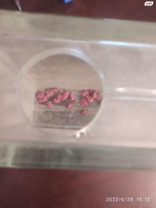 אקווריום זעיר בגודל של לבנת