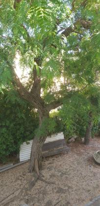 שפרעם 2 (דרום)