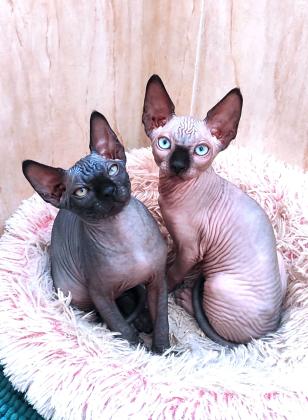 גורי ספינקס קנדי שני זכרים