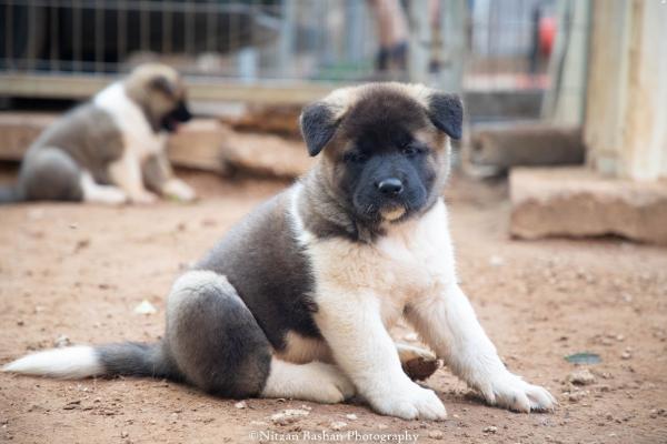 גורי אקיטה אמריקאי מתועדים!!אבא בונד