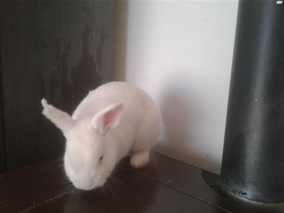 ארנב ננסי הולנדי לבן אים