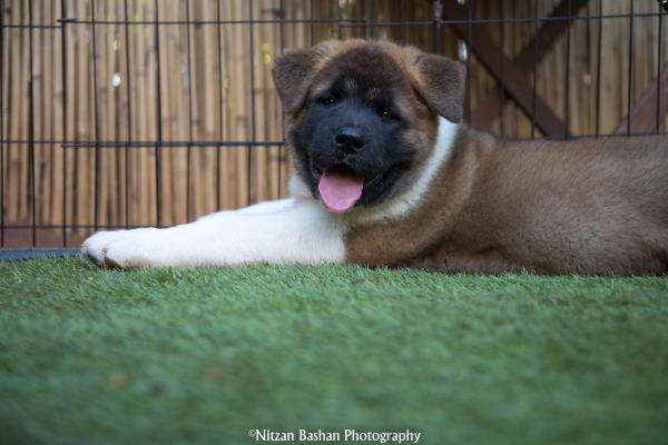 גורי אקיטה אמריקאי מתועדים!!אבא בונד