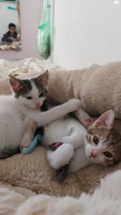 שלום שני חתולים חמודים מאוד