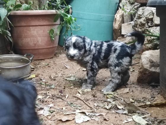 פסטורה ברגמסקו בעל הרסטות הידועות