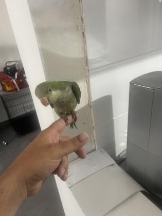 למכירה גוזל קווקר אכלת יד