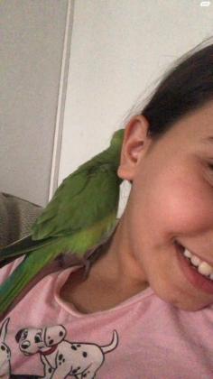 גוזל דררה האכלת יד,שקט וחברותי