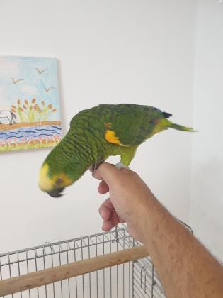 תוכי אמזונה בלו פרונט בן/בת