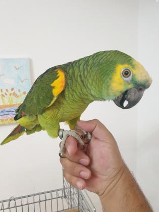 תוכי אמזונה בלו פרונט בן/בת