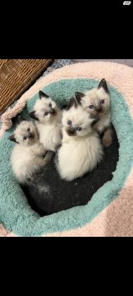 גורי חתול הימלאיה בני חודשיים מהממיםםם