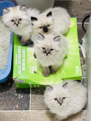 6 חתולי הימלאיה טאבי פוינט