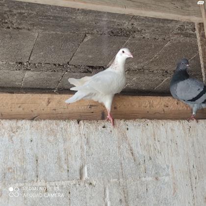 יוני דואר צבע לבן 80