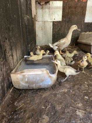 אפרוחים של בריכית בני שבועיים