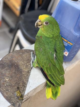 גוזל אמזונה ילו קראון מושלם!!!