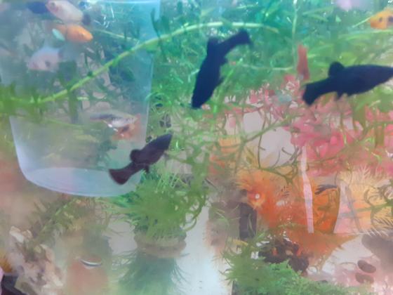 דגי מולי שחורים זכר 1