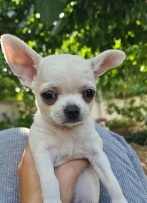 גורי צ'יוואווה מוכנים לבית חדש