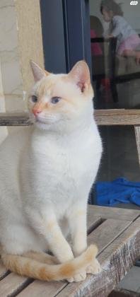 חתול לבן עיניים כחולות מדהים!עוד