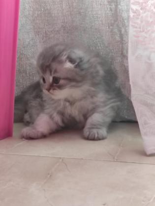 חתול סקוטי נדיר !למכירה פרטים