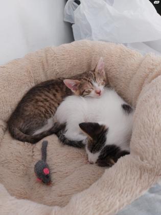 שלום שני חתולים חמודים מאוד