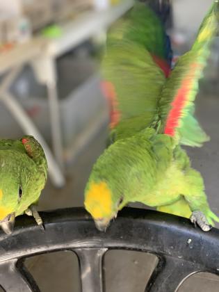 גוזל אמזונה ילו קראון מושלם!!!