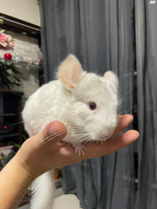 צ'ינצ'ילה לבנה יפיפייה בת חצי שנה