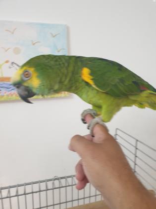 תוכי אמזונה בלו פרונט בן/בת