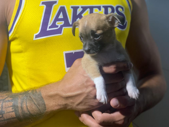 גורי ציוואווה למכירה