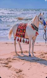 סוס ערבי מצרי עם תעודות