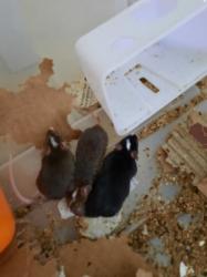 עכברי פנדה אפשרות למשלוח באר שבע והסביבה