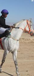 סוס ערבי עם תעודות בן