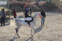 סוס ערבי עם תעודות בן