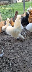 תרנגולות ותרנגולי משי למכירה
