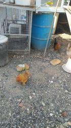 למכירה תרנגולות פולניות וערביות
