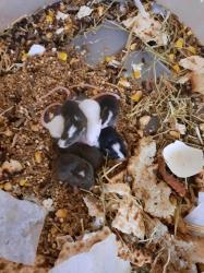 עכברי פנדה אפשרות למשלוח באר שבע והסביבה
