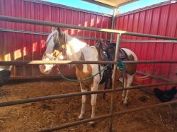 סוסה מקומית מבית ספר לרכיבה