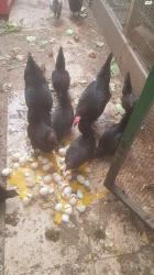 תרנגולות באלדי ויונים טווס למכירה