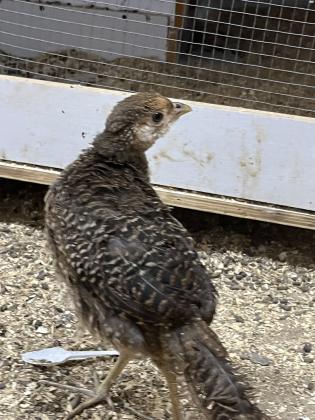 מוציא שני פסיון זהב נקבות