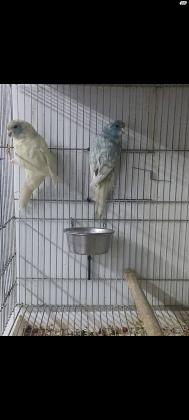 זוג קקריקים ספנגל עובד